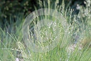 Furrowed fescue Festuca rupicola, flowers photo